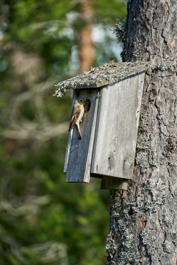 A bird house hanging from the side of a tree