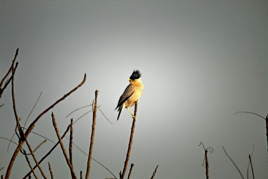 A bird sitting on top of a tree branch