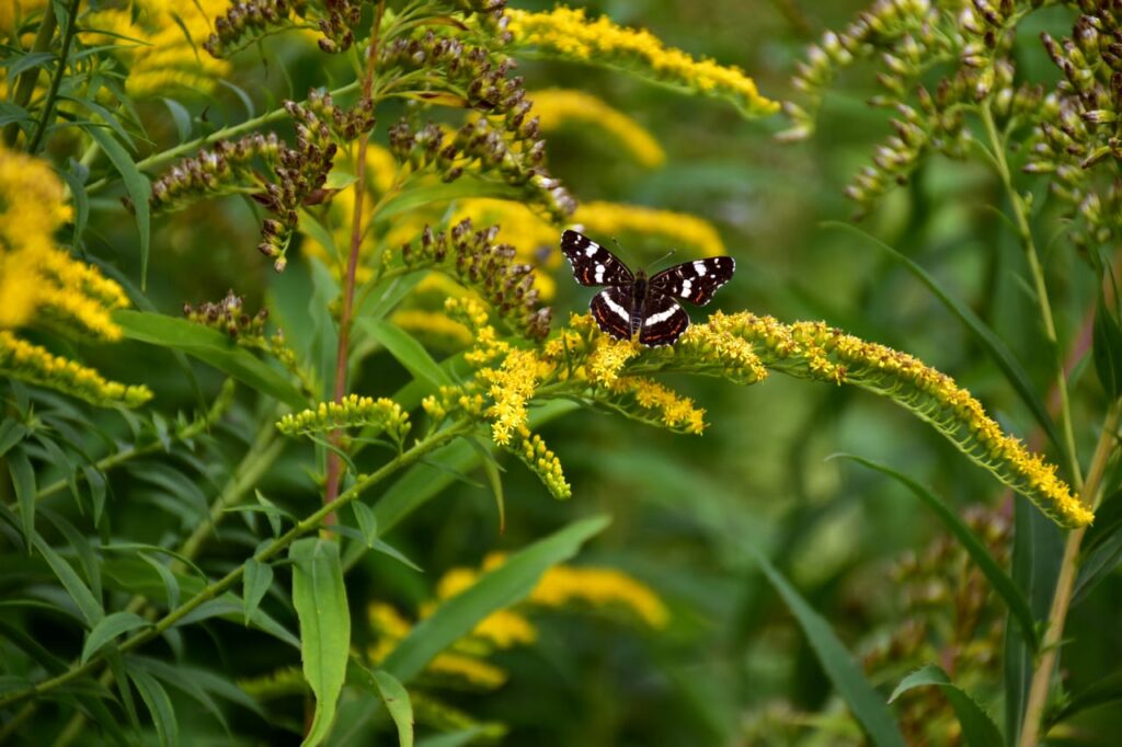 A butterfly on a flower