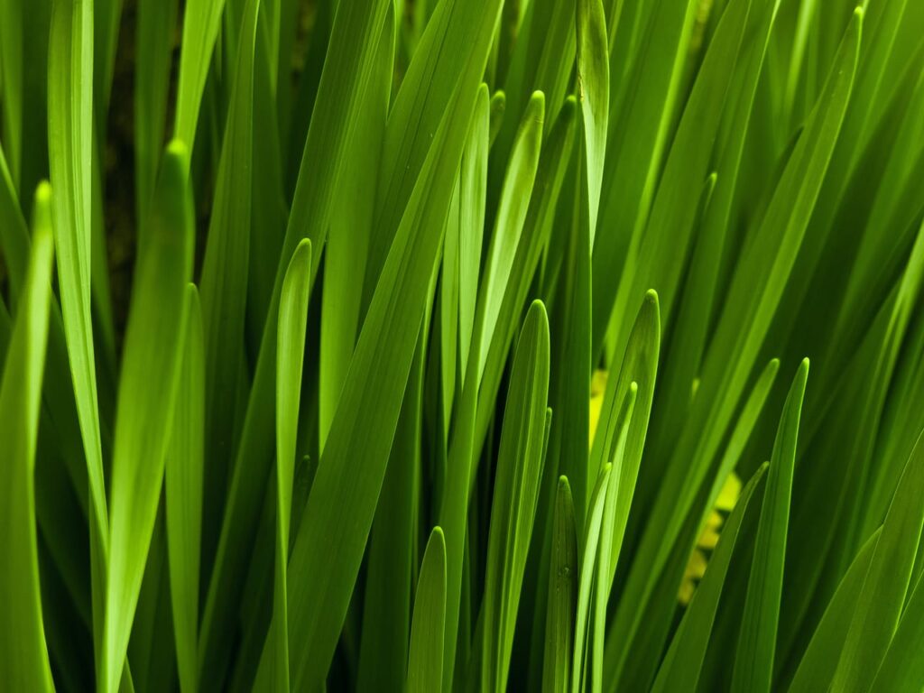 A close up of a bunch of green grass