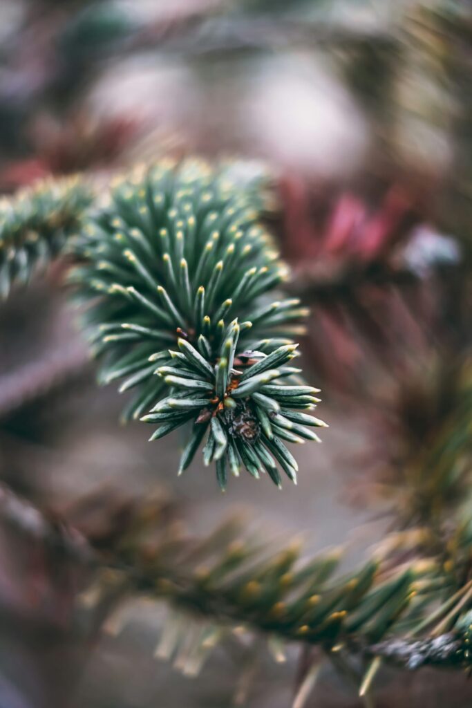 A close up of a pine tree branch