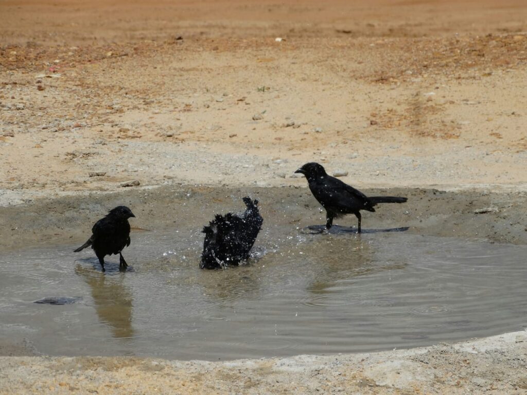 A group of birds that are standing in some water