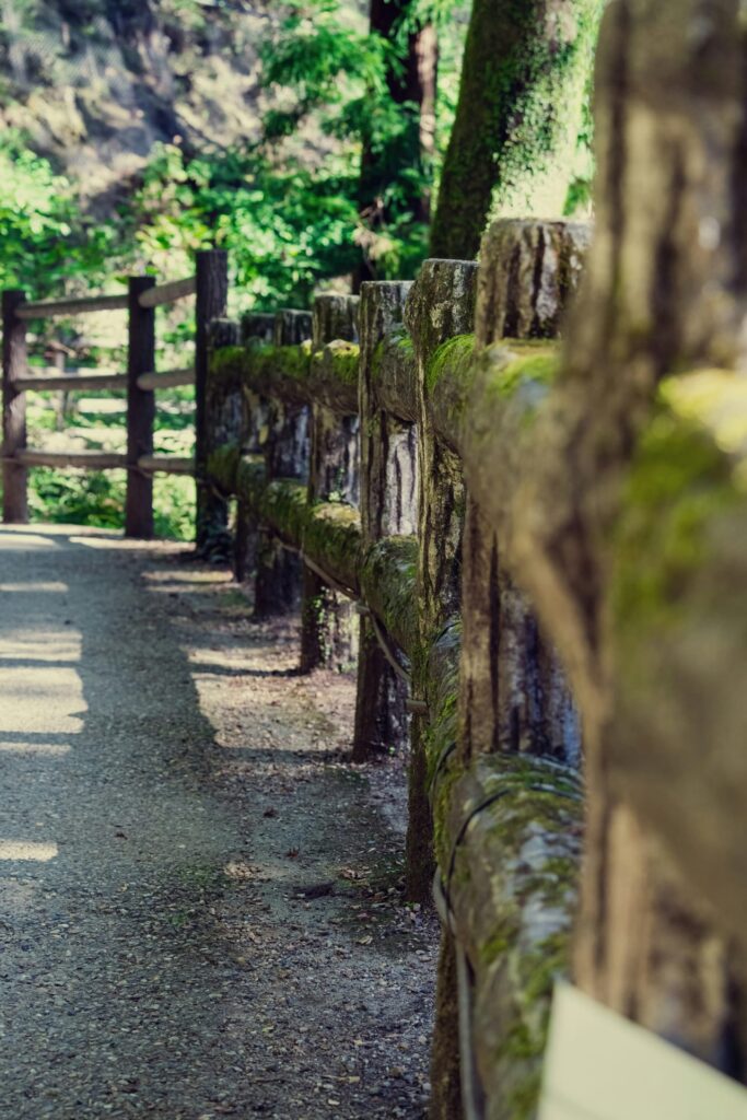 A wooden fence with moss growing on it