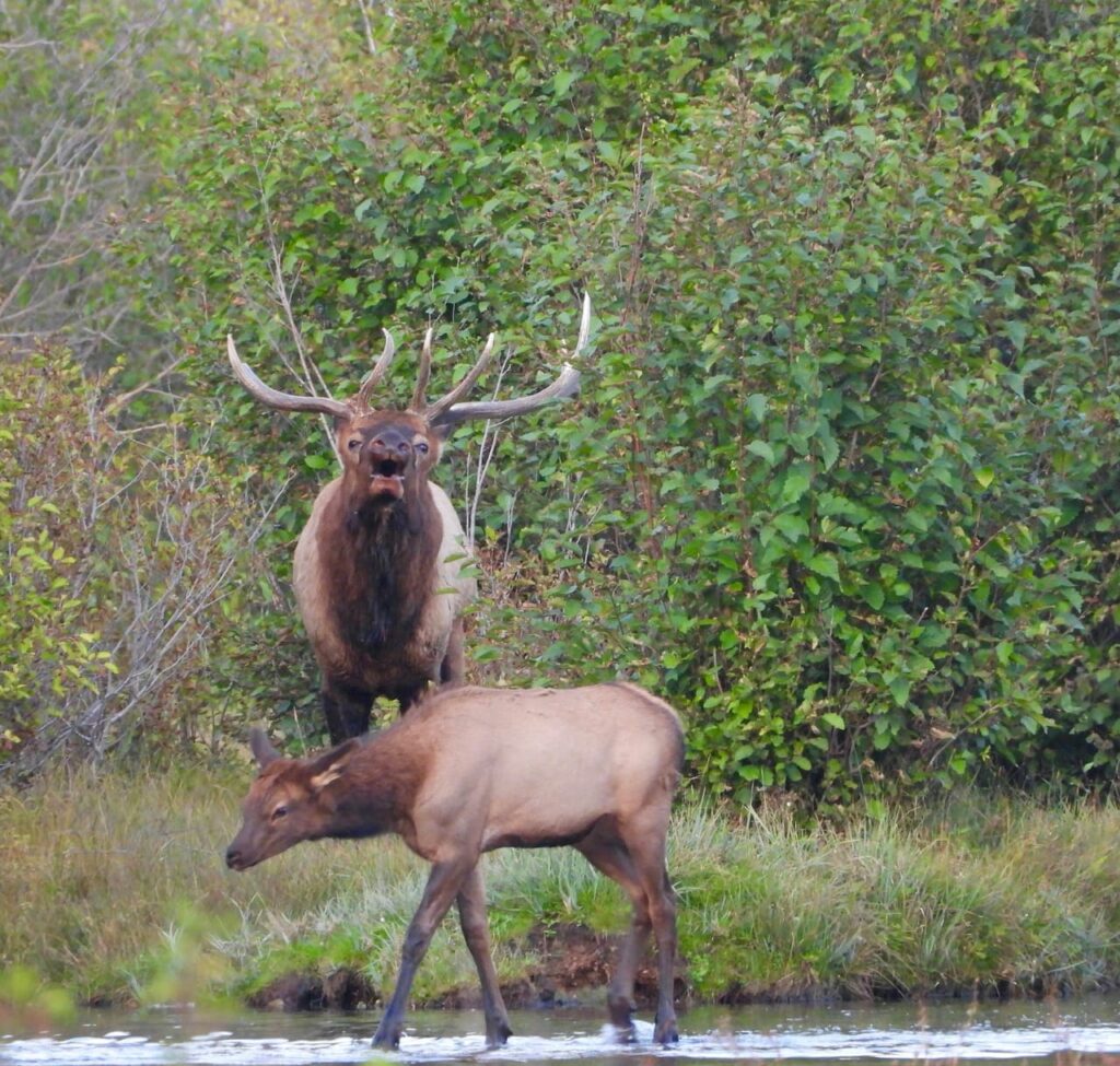 A couple of animals that are standing in the water