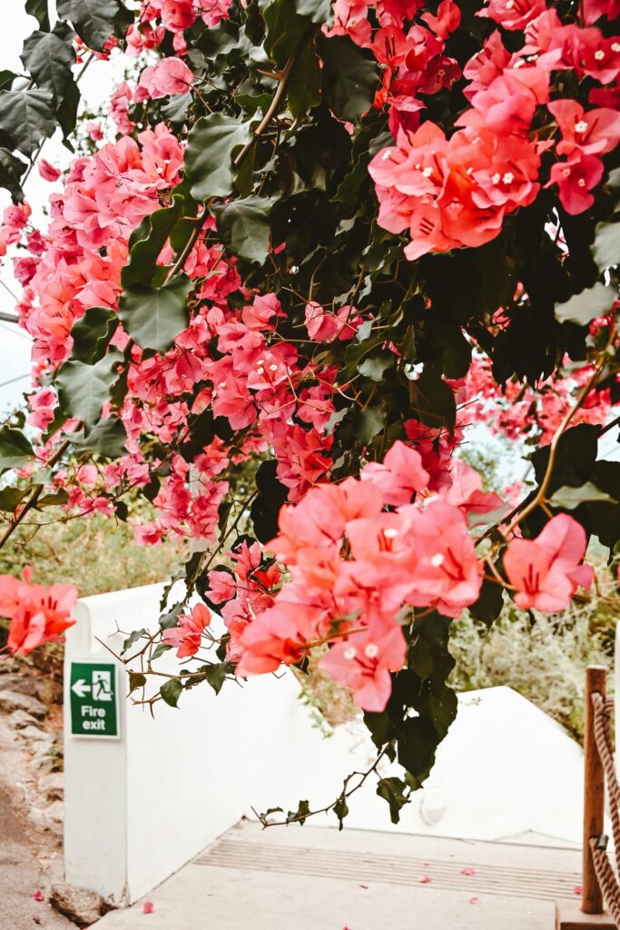 A tree with pink flowers