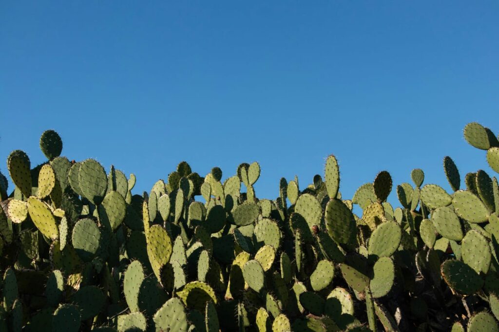 Field of green cactus plant