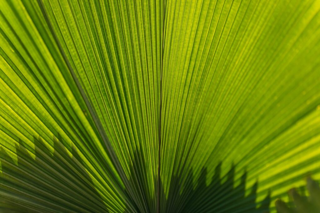 Green leaf in close up photography