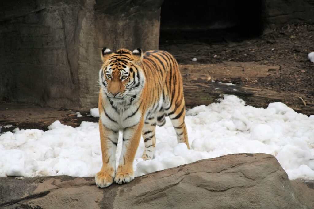 Tiger on snow covered ground