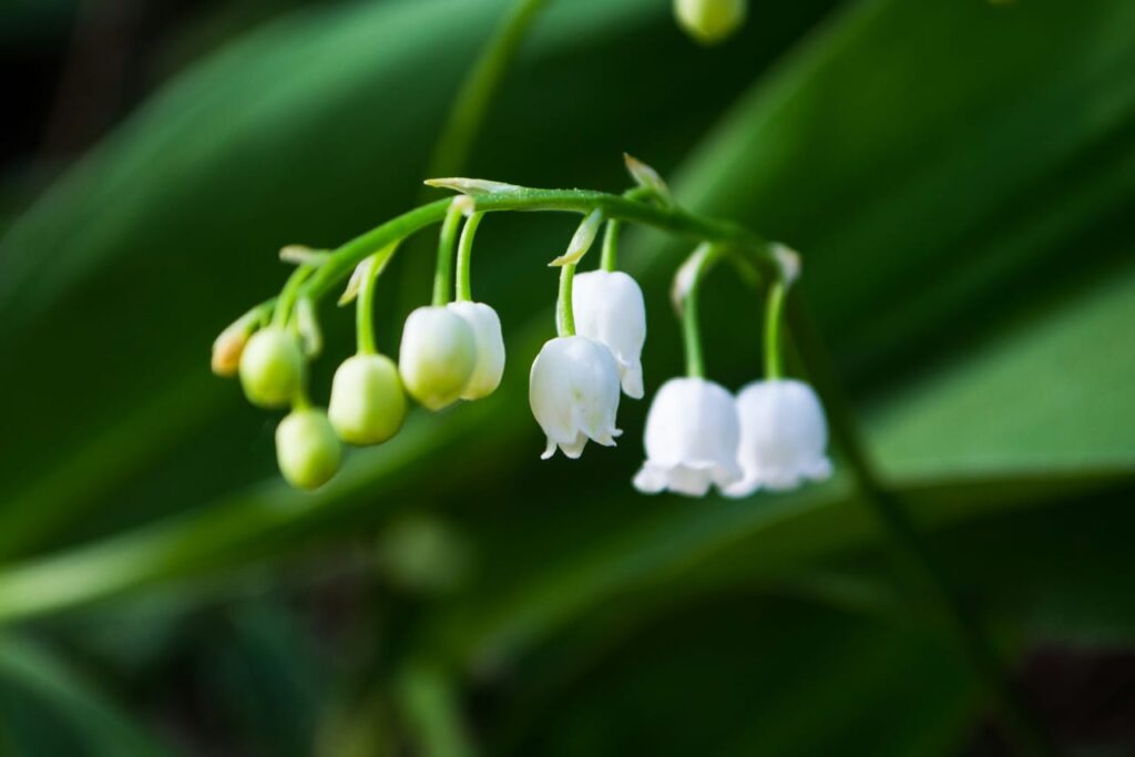 White flowers with green leaves