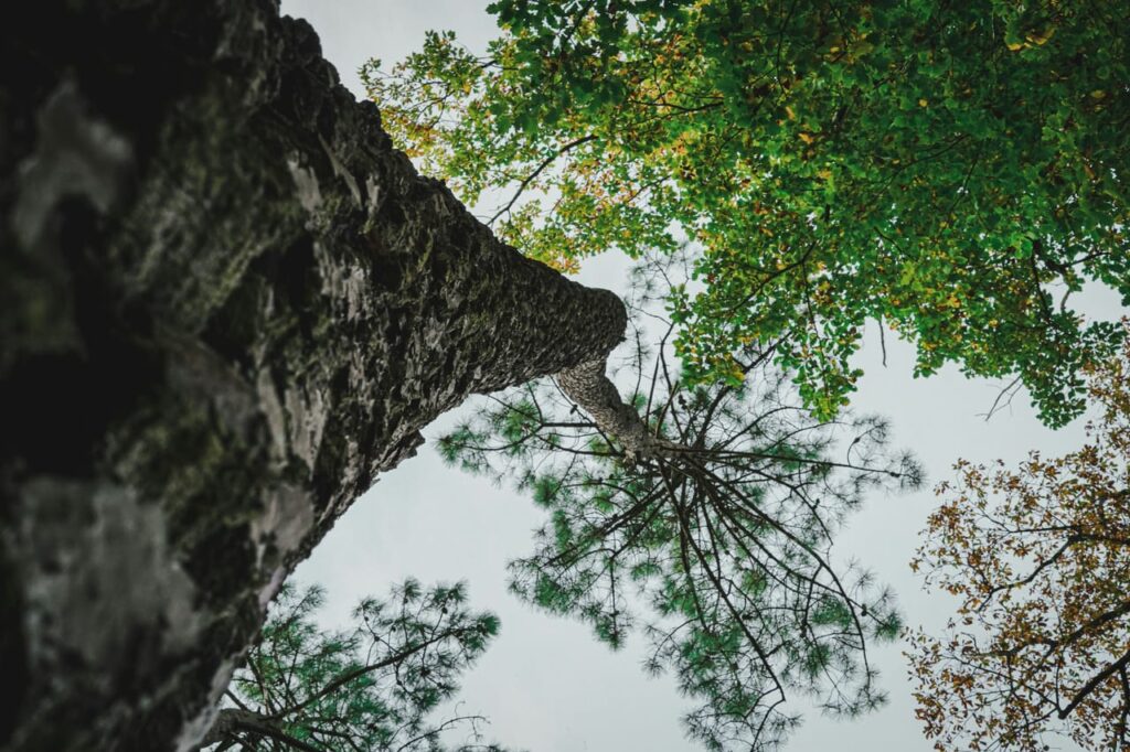 Looking up at the tops of trees in a forest