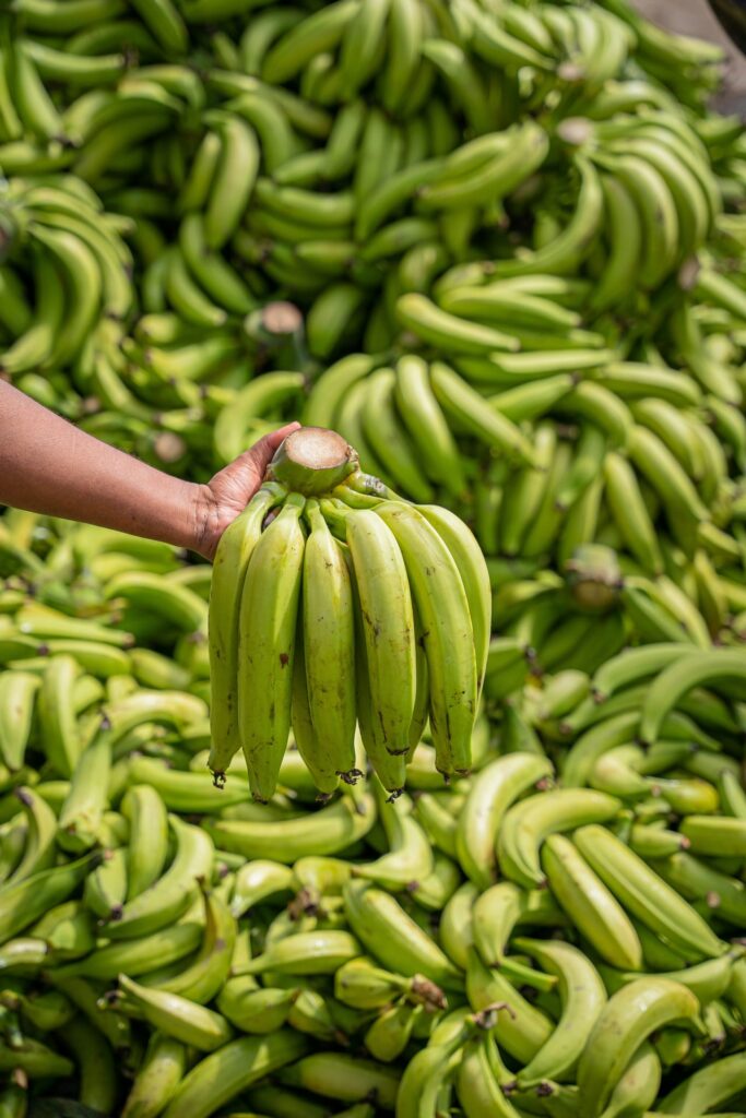 A person holding a bunch of green bananas